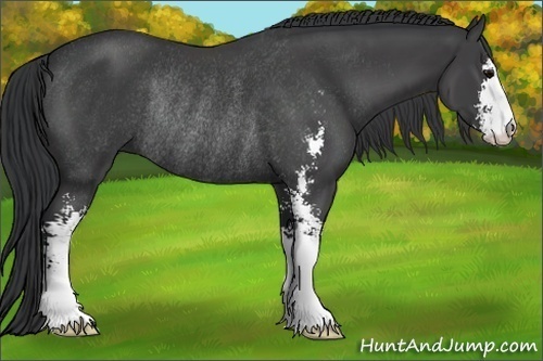 Horse Color:Black Sabino Rabicano