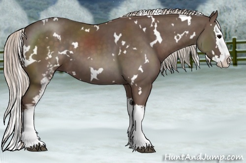 Horse Color:White Spotted Silver Black Splash 