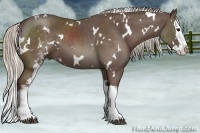 Horse Color:White Spotted Silver Black Splash