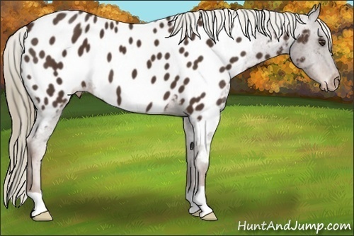 Horse Color:Liver Chestnut Appaloosa 
