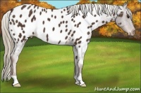 Horse Color:Liver Chestnut Appaloosa