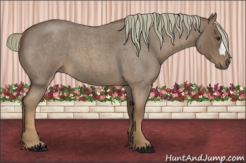 Horse Color:Red Roan 