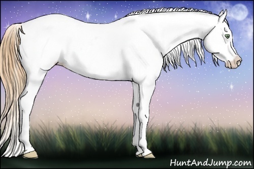 Horse Color:White Spotted Gold Champagne Splash Appaloosa 