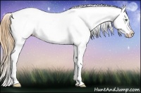 Horse Color:White Spotted Gold Champagne Splash Appaloosa