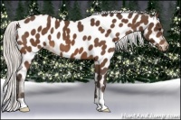 Horse Color:Silver Bay Appaloosa 