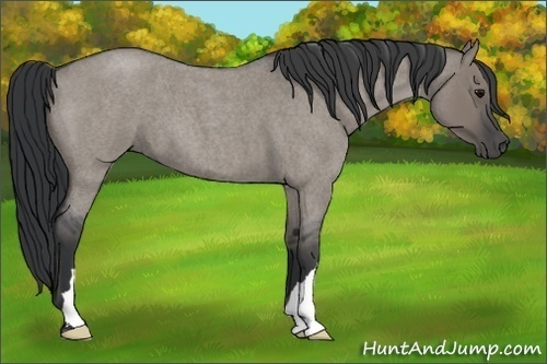 Horse Color:Grullo Roan 
