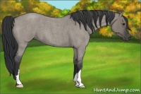 Horse Color:Grullo Roan 