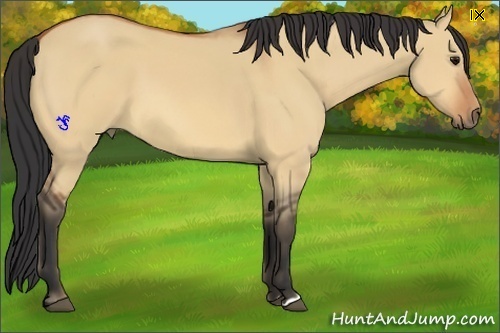 Horse Color:Bay Dun