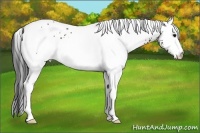 Horse Color:White Spotted Bay 