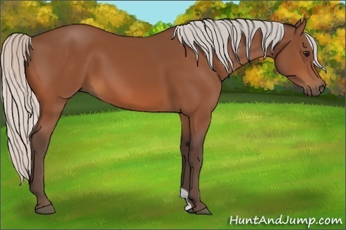 Horse Color:Silver Bay 