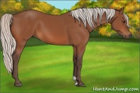 Horse Color:Silver Bay