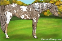 Horse Color:White Spotted Chocolate Palomino Ice Frame 
