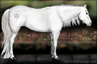 Horse Color:Chocolate Palomino Roan Appaloosa