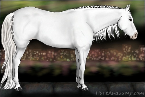 Horse Color:Silver Blue Roan Appaloosa