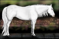 Horse Color:Silver Brown Chinchilla Roan Pearl Appaloosa 