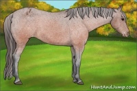 Horse Color:Brown Appaloosa 