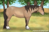 Horse Color:Amber Champagne 