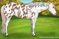 Horse Color:Red Roan Appaloosa 