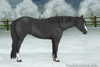 Horse Color:Black Sabino 