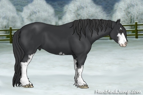 Horse Color:Black Sabino 