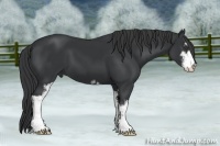 Horse Color:Black Sabino