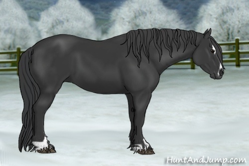 Horse Color:Black Sabino
