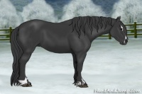 Horse Color:Black Sabino 