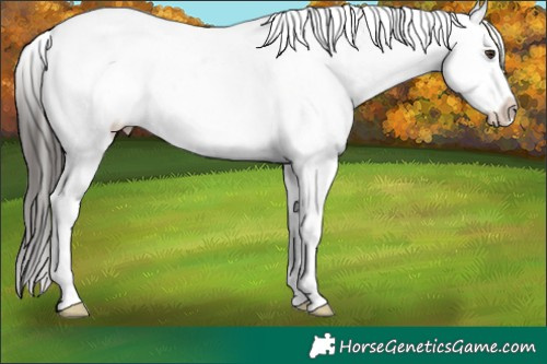 Horse Color:Liver Chestnut Blanket 