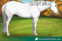 Horse Color:Liver Chestnut Appaloosa 