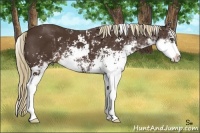 Horse Color:Liver Chestnut Sabino