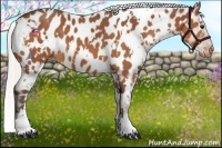 Horse Color:White Spotted Silver Bay Near Leopard 