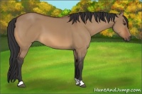 Horse Color:Bay Dun