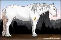Horse Color:Buckskin Varnish Rabicano 