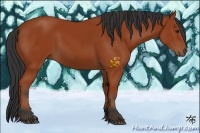Horse Color:Bay 