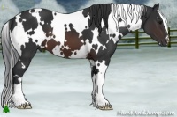 Horse Color:White Spotted Brown 