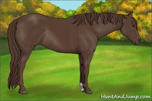 Horse Color:Liver Chestnut Rabicano 