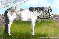 Horse Color:White Spotted Grullo Rabicano