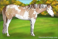 Horse Color:White Spotted Bay Pearl Splash Rabicano 