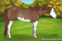 Horse Color:Chestnut Splash Rabicano 