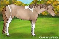 Horse Color:Liver Chestnut Pearl Tobiano Rabicano 