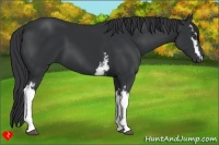 Horse Color:White Spotted Black