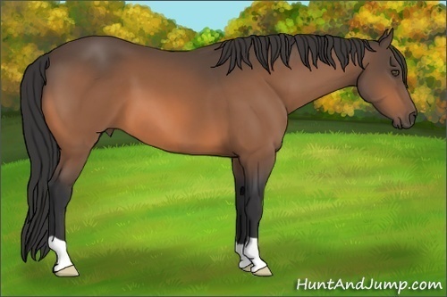 Horse Color:Buckskin 