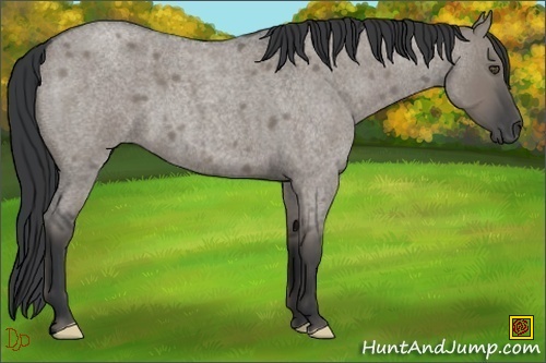 Horse Color:Grullo Roan Frame 
