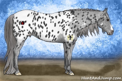 Horse Color:Black Appaloosa 