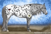 Horse Color:Black Appaloosa 