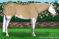 Horse Color:Palomino Splash 