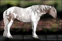 Horse Color:White Spotted Silver Bay Tobiano Rabicano