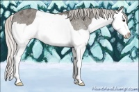 Horse Color:Silver Black Splash Appaloosa 