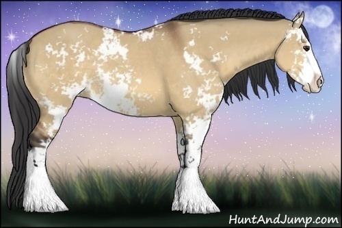 Horse Color:Bay Dun Sabino Rabicano 