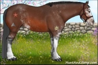 Horse Color:Bay Sabino 
